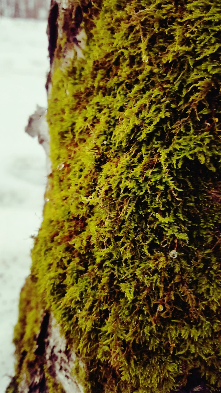 moss