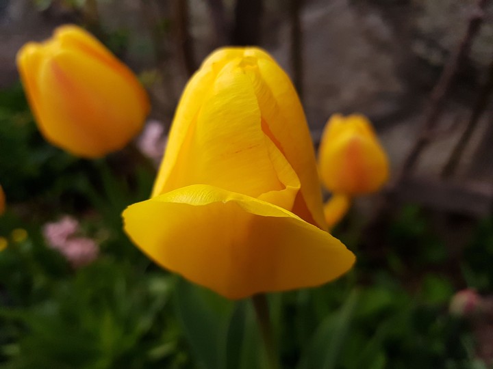 Tulip