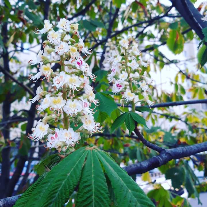 Каштаны)