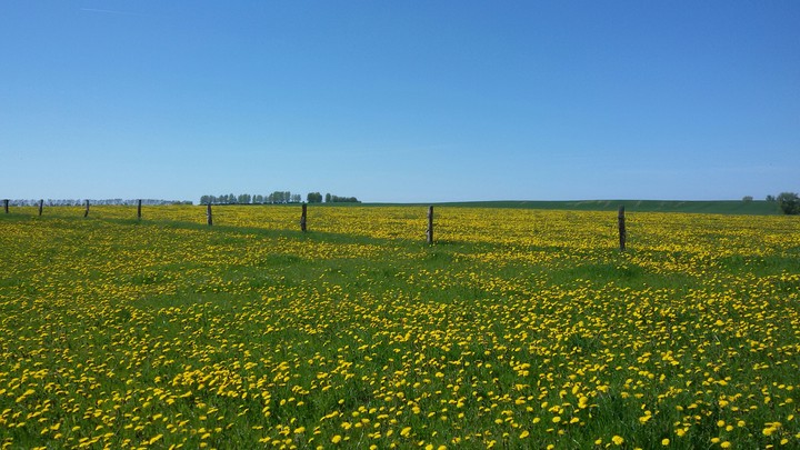 Field of flowers