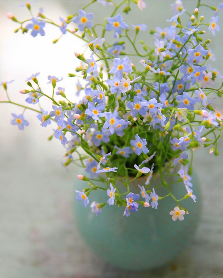 forgetmenot