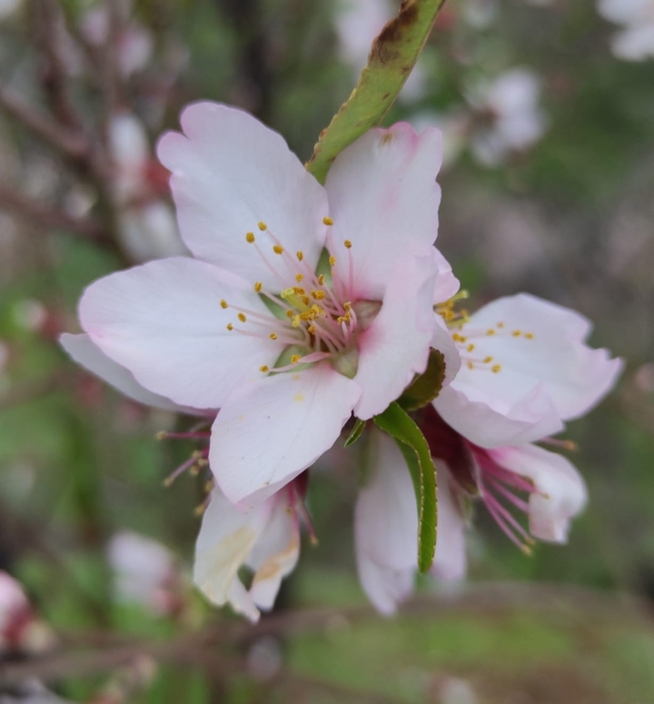 almendro ❤️