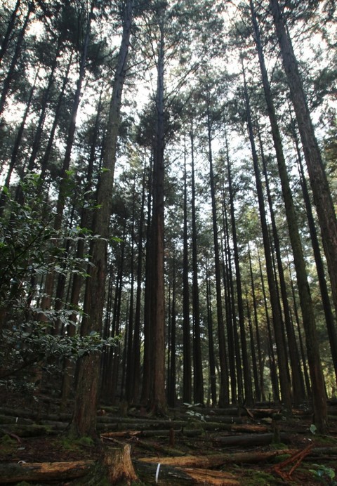 ταπετσαρίες nature, grove