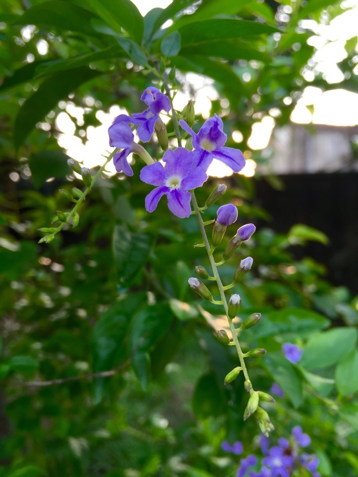 Flower is Beauty