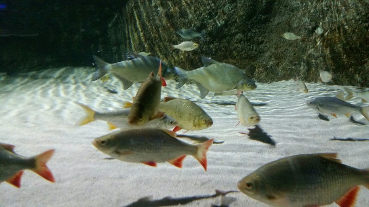 Fish