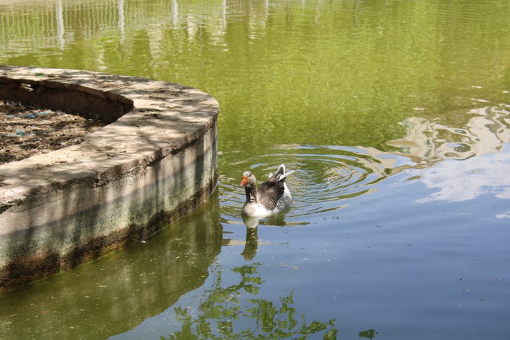 Duck