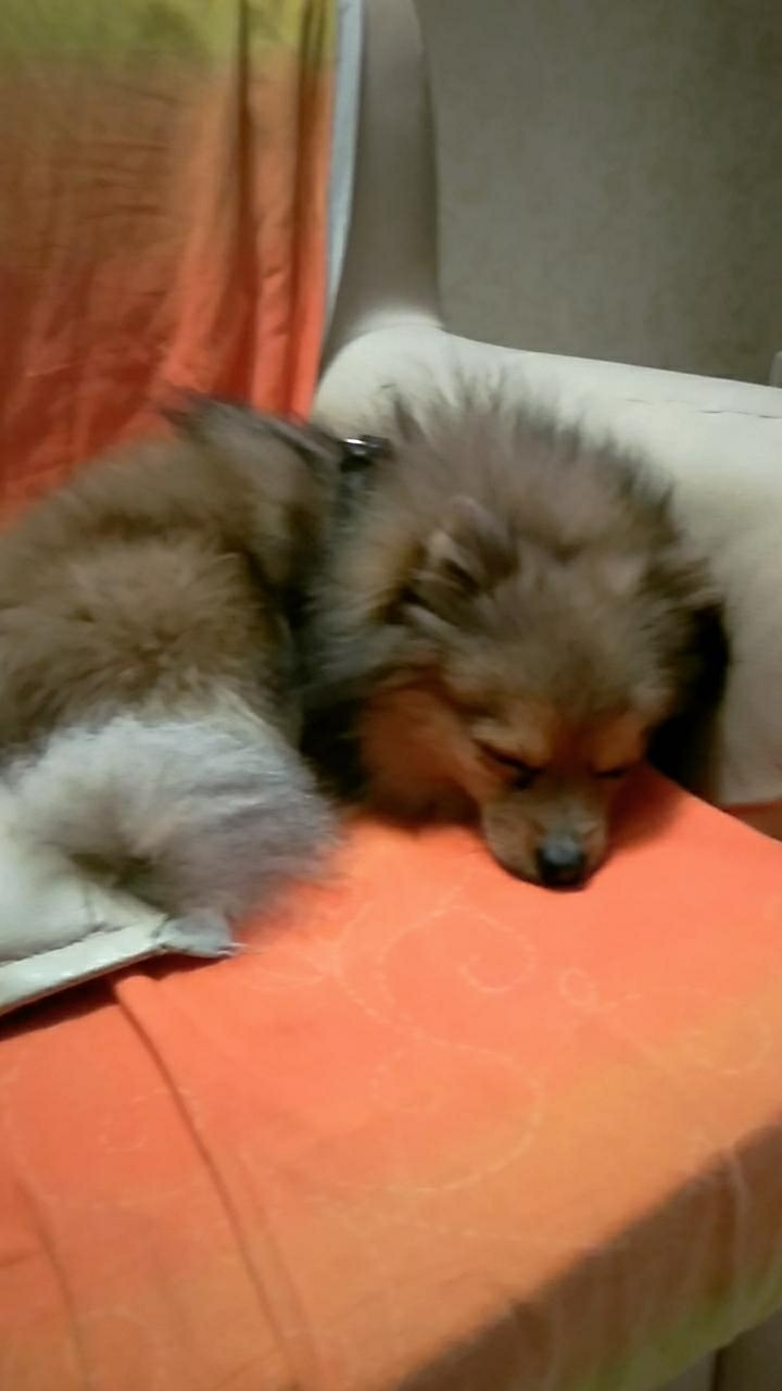 igor