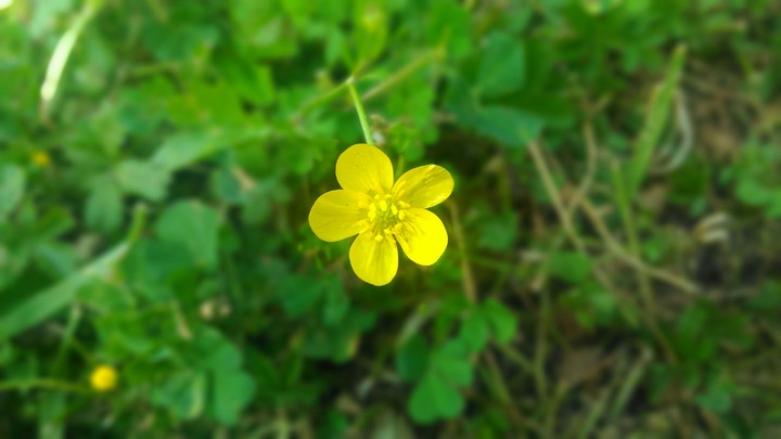 Lonely Flower