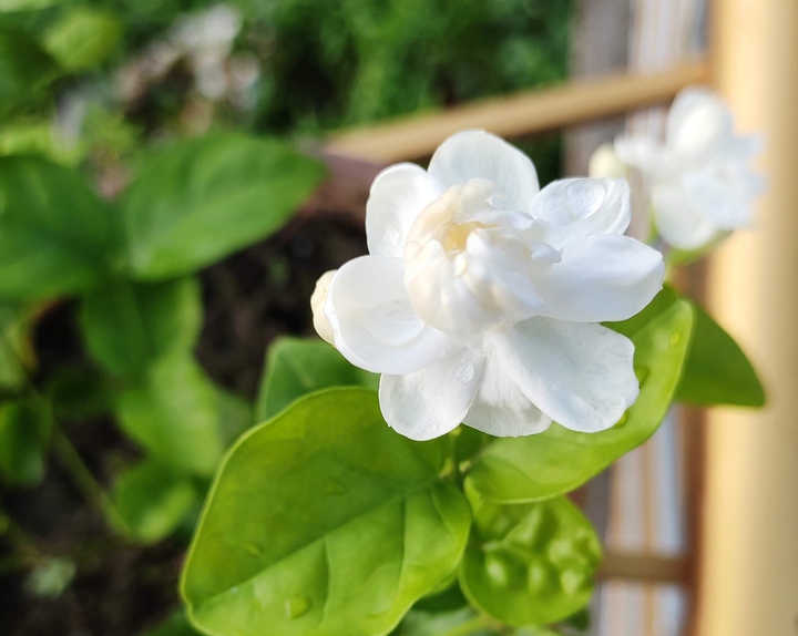 Indian Beautiful FLOWER