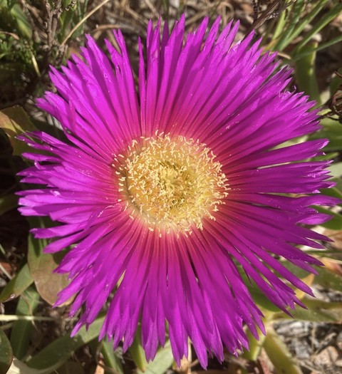 тапети shrub, magenta