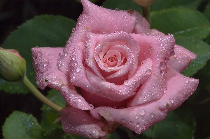 morning dew