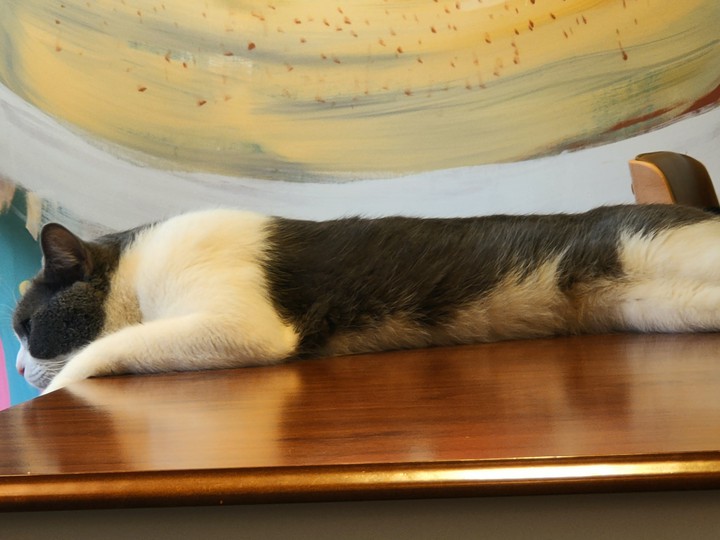 long cat