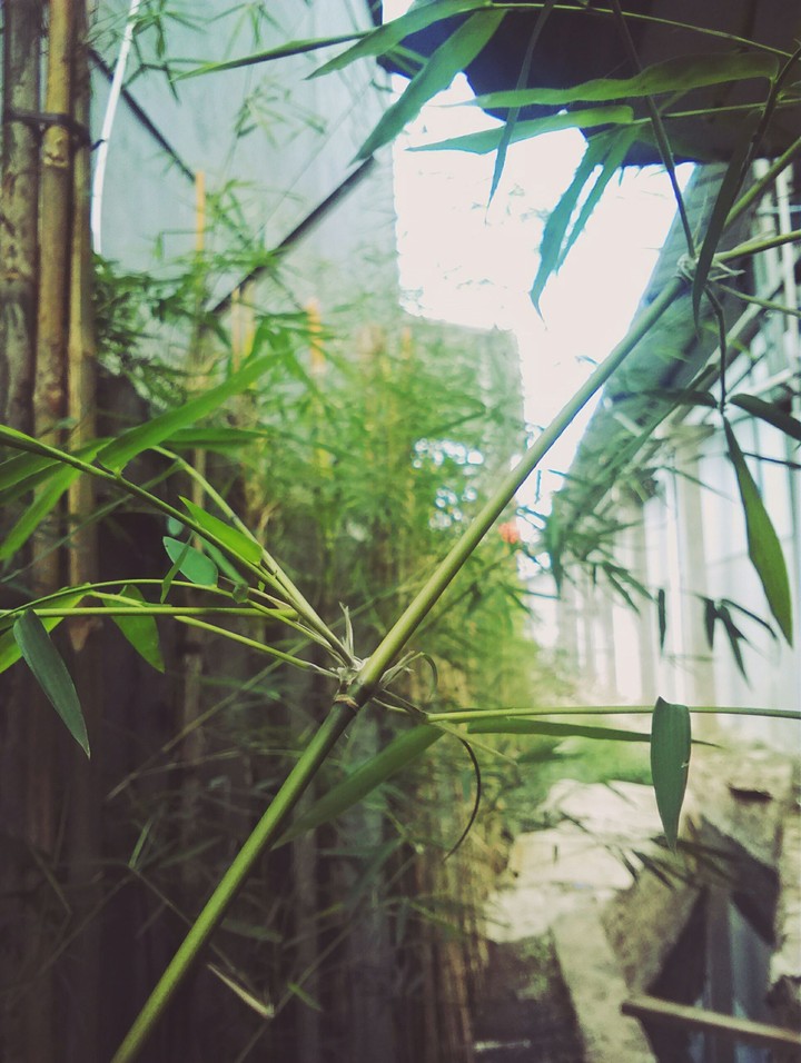 Flora