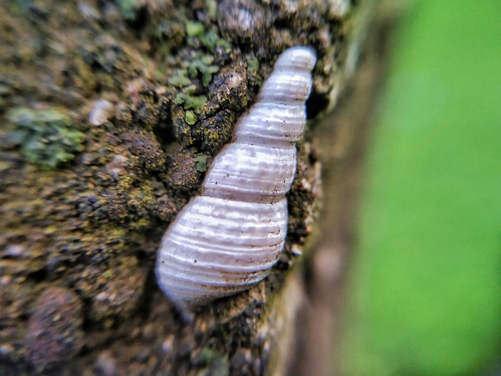 MicroShots
