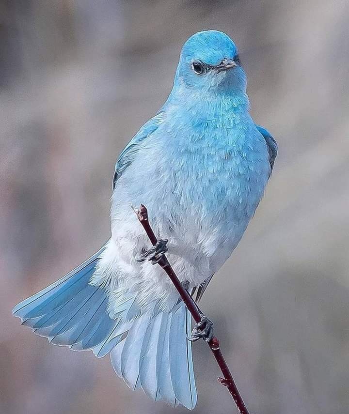Blue bird :)