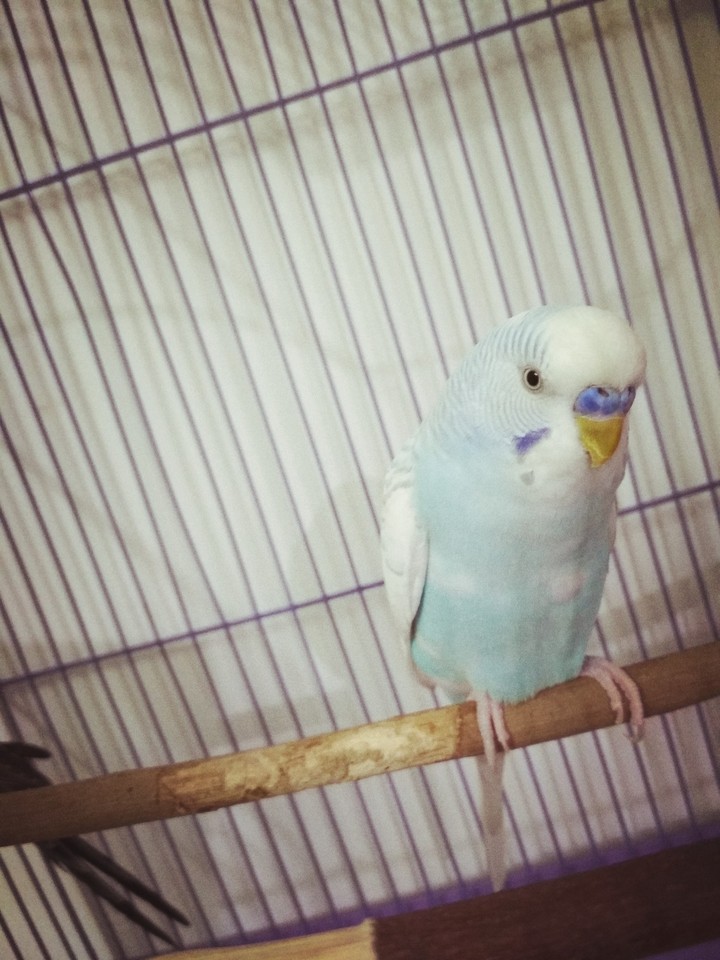My budgie Skittles