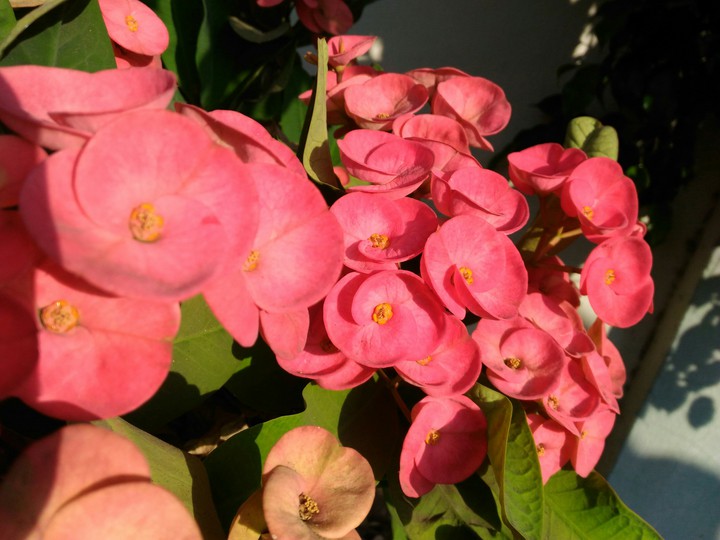 pink flowers
