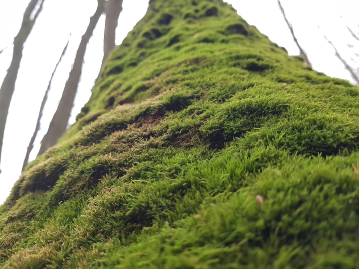 moss
