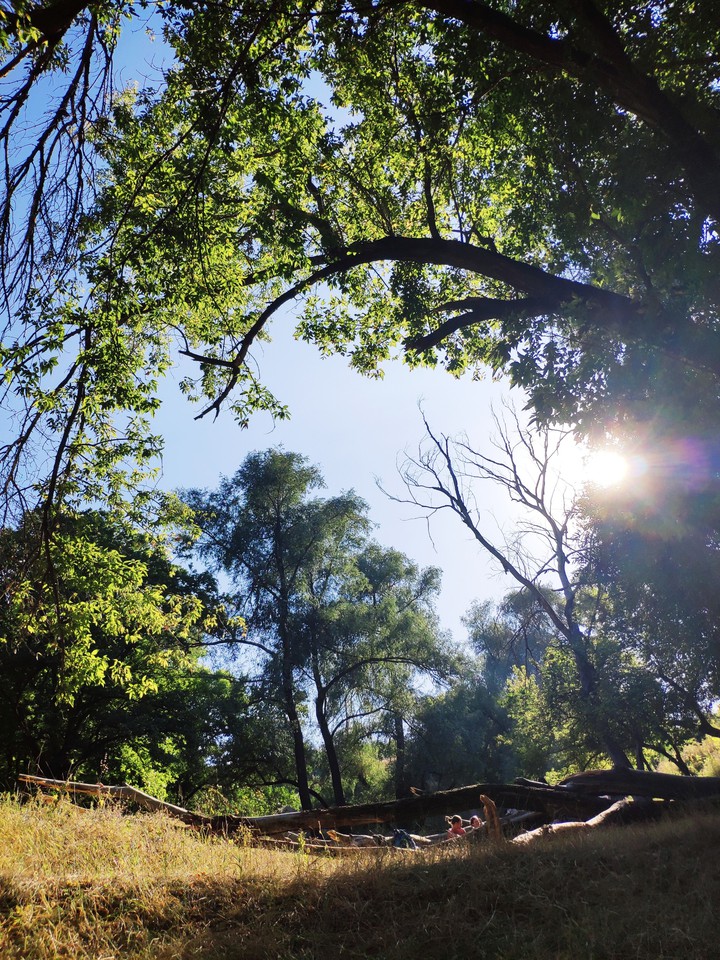 forest