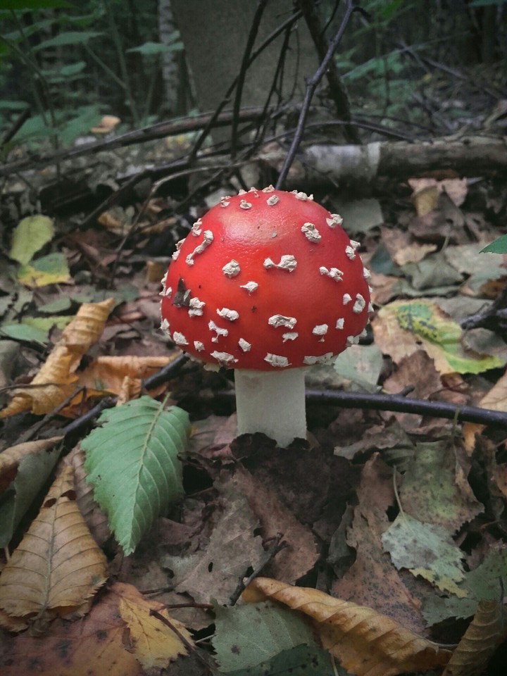 toadstool