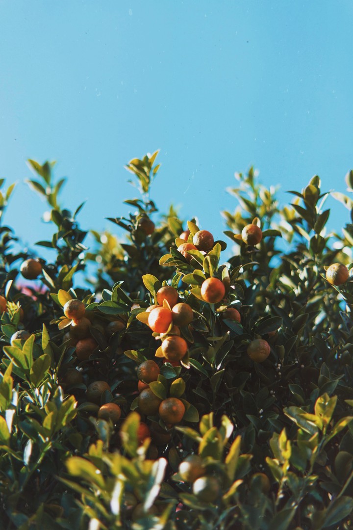 orange tree