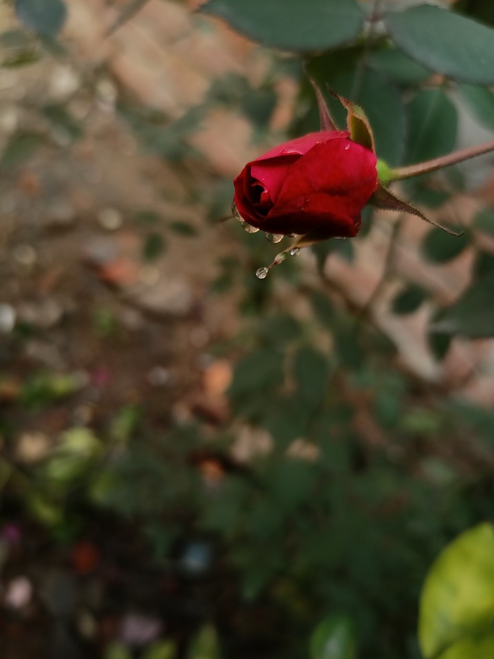 rose