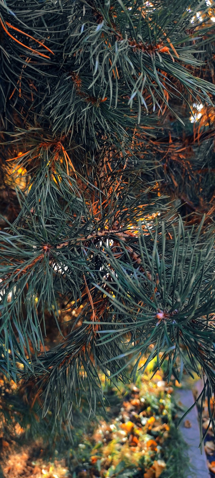 ель