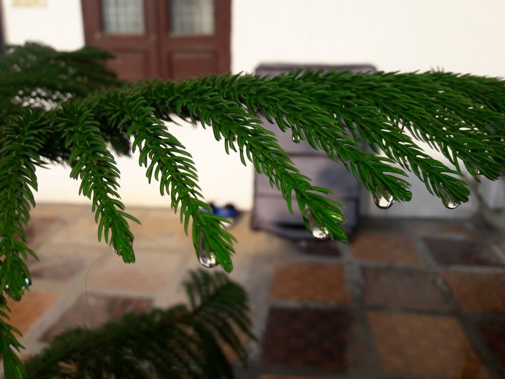 Rain