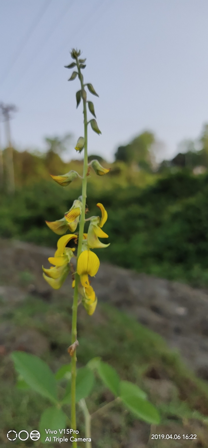 YELLOW FLOWER