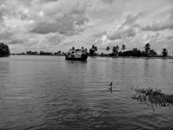 lone bird