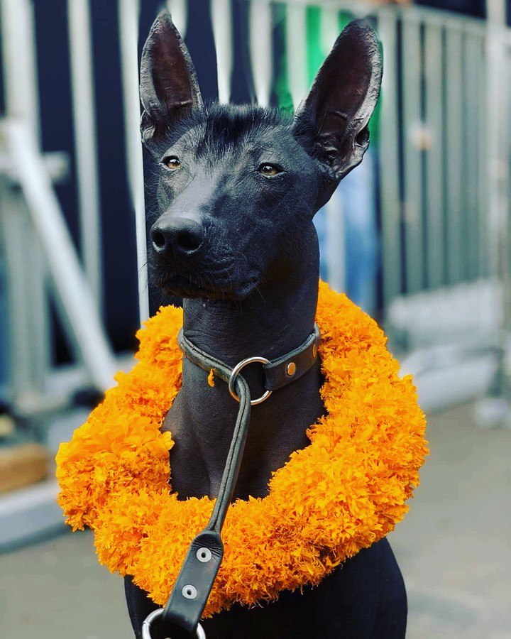 Xolo
