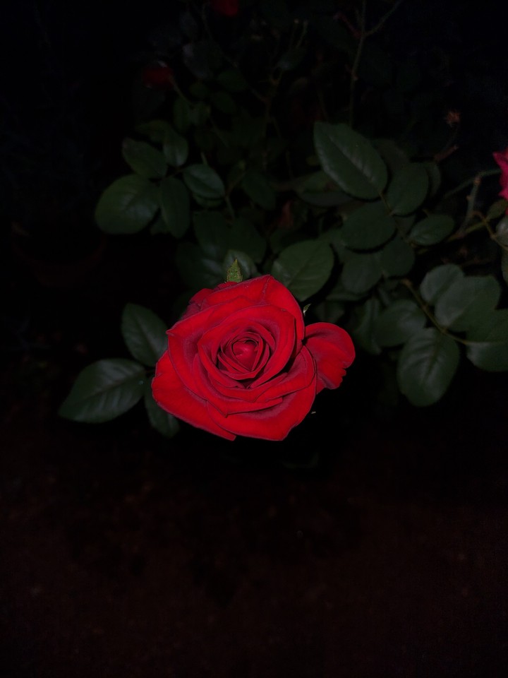 Red Flowers