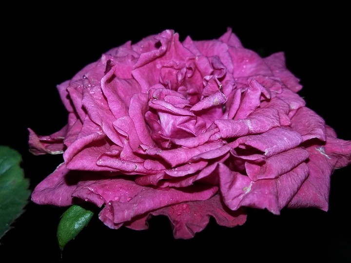 night rose
