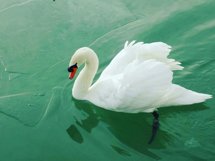 Swan :)