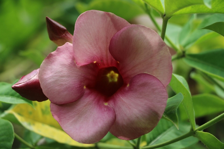 Red flower