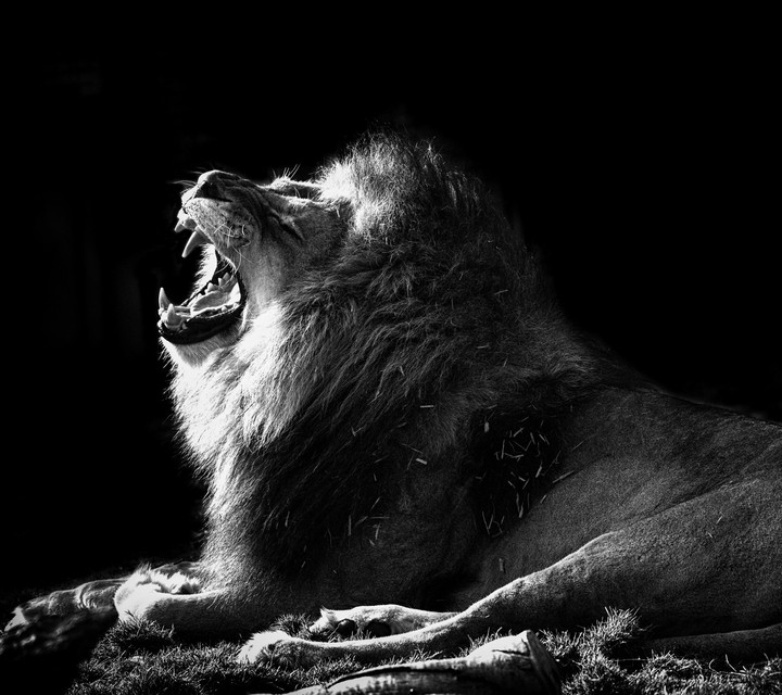 Roaring Lion