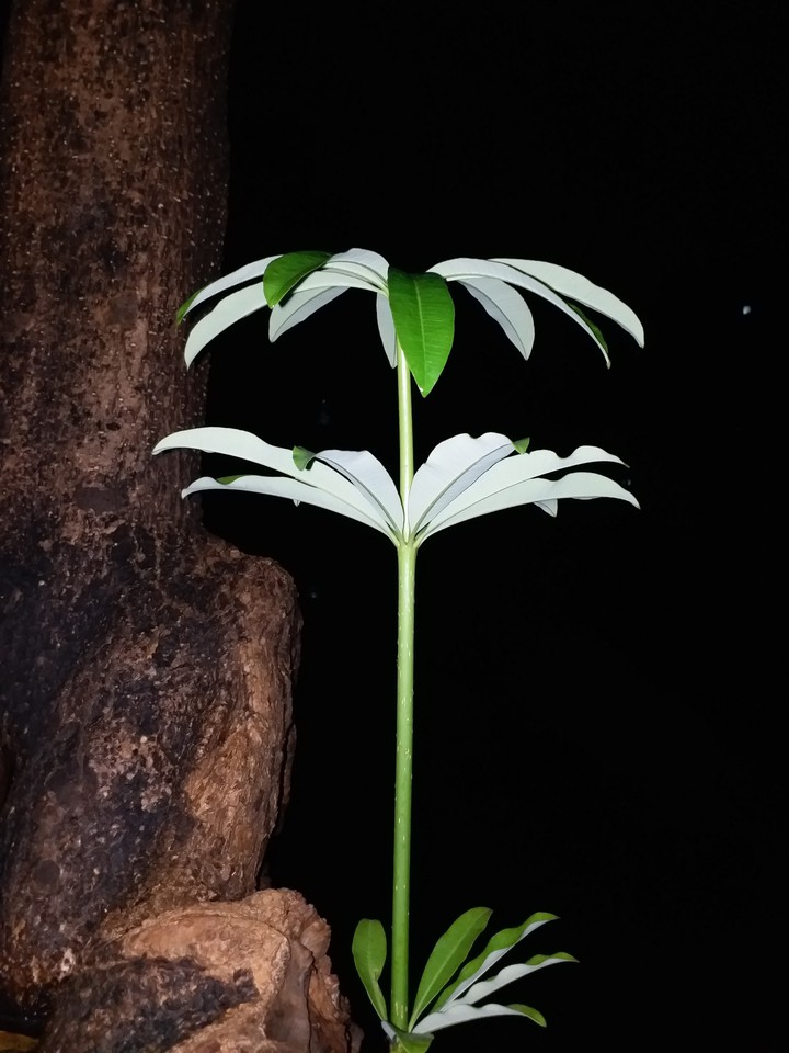 #green