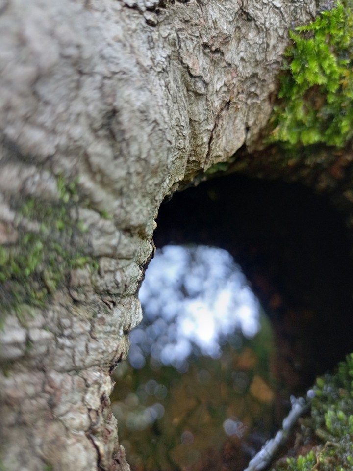 waterhole in a tree