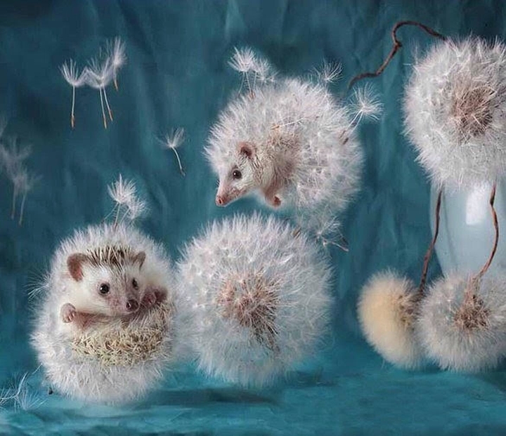 Dandelions and hedgehogs