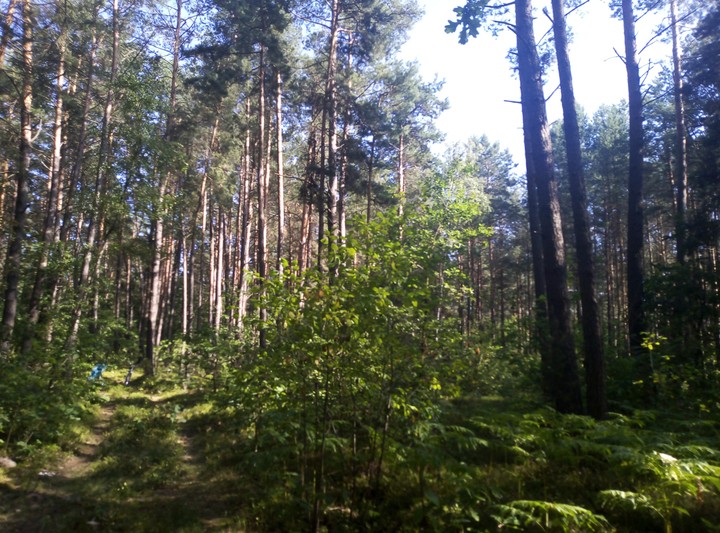 Im in the forest in Polish.