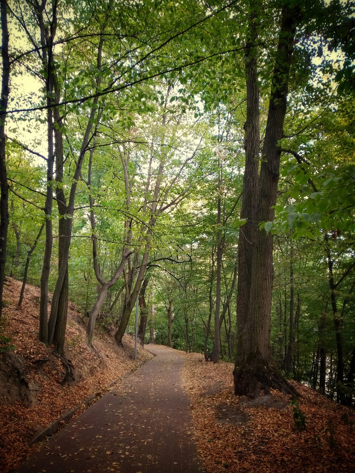 Autumn park