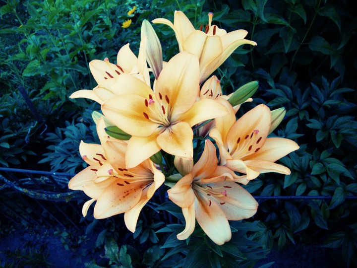 lily