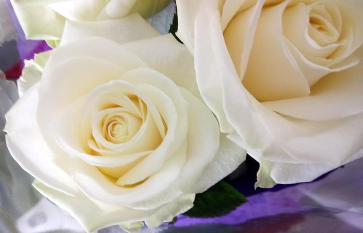 white roses
