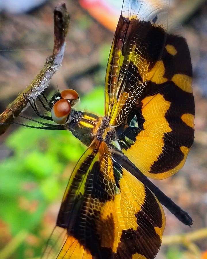 dragon fly