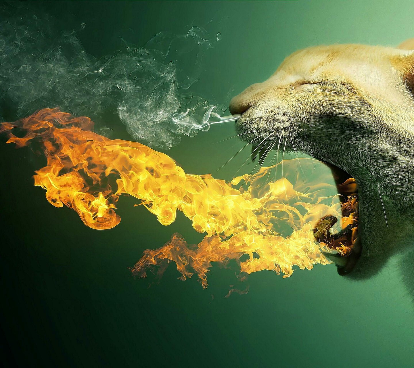 animals dont catch fire