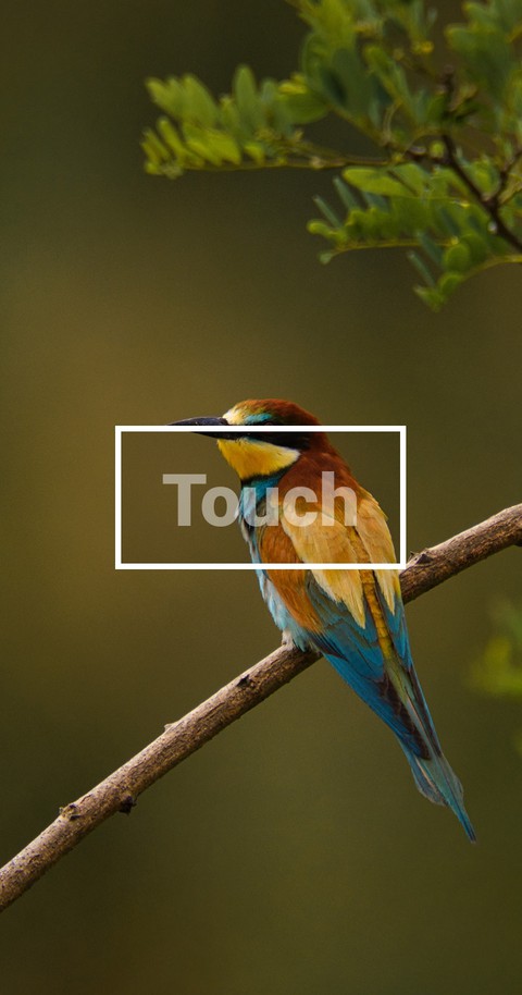 feather, twig wallpapers