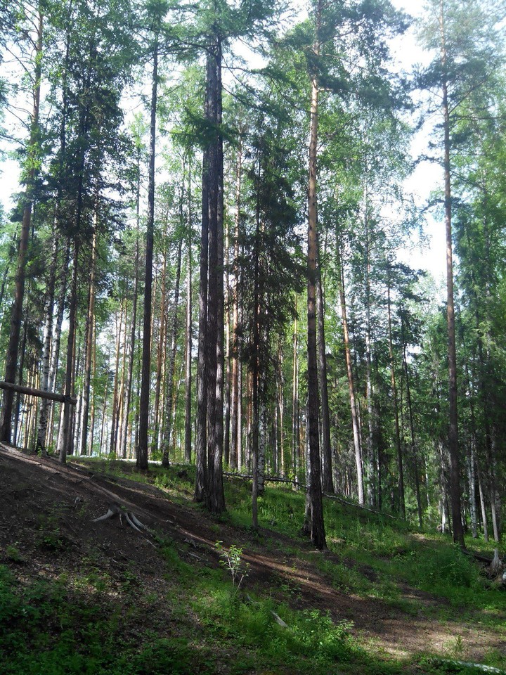 Trees