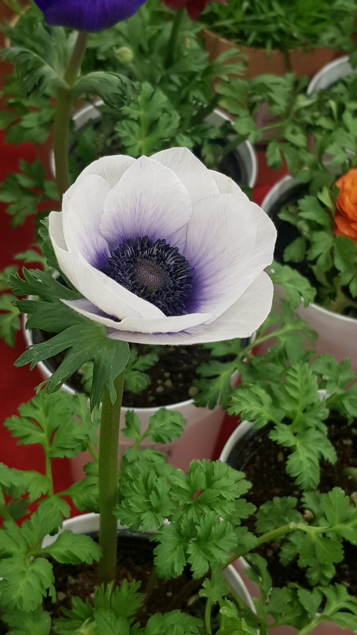 spring flower sweet