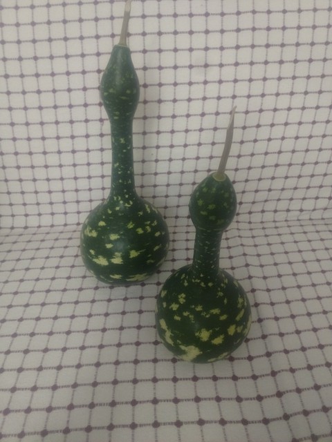 plant, gourd Hintergrundbilder