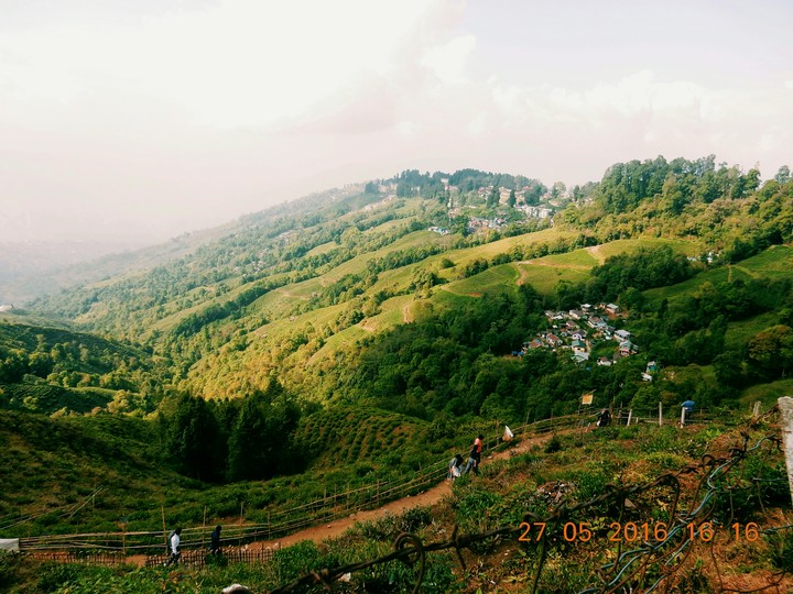 tea garden